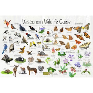 Guía de vida silvestre de Wisconsin / Identificación estatal de aves, mamíferos, flores silvestres y mariposas / Póster educativo divertido sobre la naturaleza