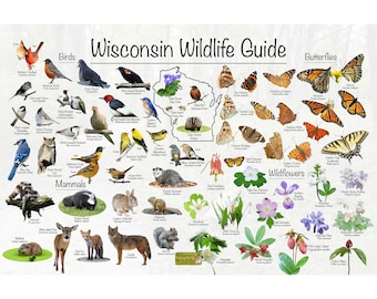 May include: A Wisconsin Wildlife Guide poster featuring illustrations of birds, butterflies, mammals, and wildflowers native to the state. The poster includes the state outline and the text "Wisconsin Wildlife Guide".