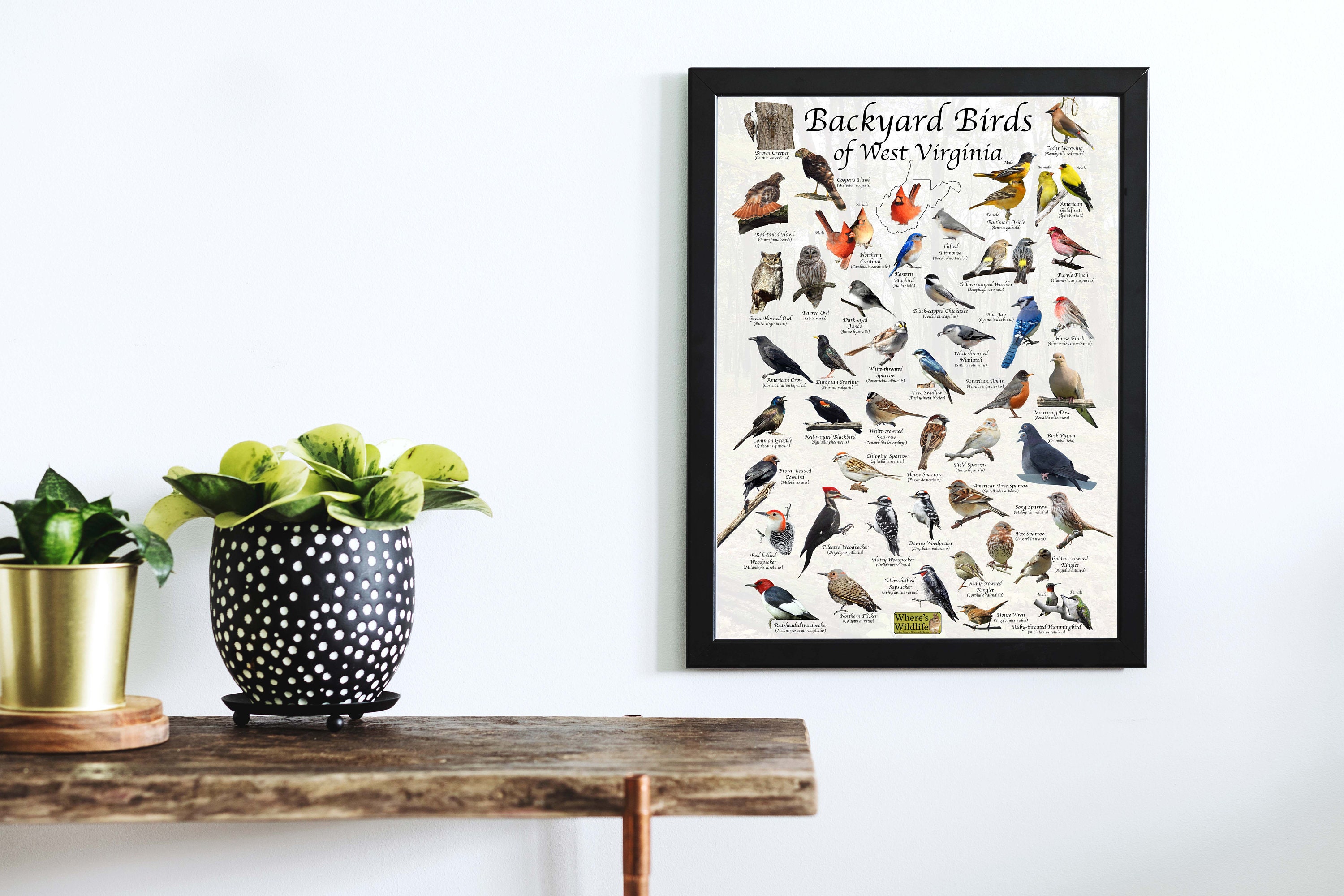 Backyard Birds of West Virginia Bird Identification Poster - Bird Field ...