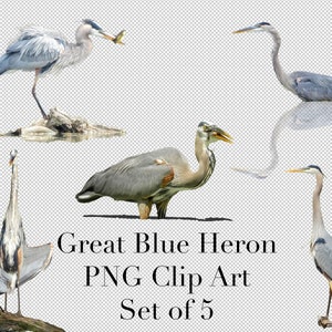 Tolle Blaue Reiher Vögel (5er Set) PNG Clipart mit transparentem Hintergrund Photoshop Overlays. Werbung, Banner, Einladungen, Marketing