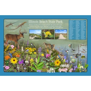 Illinois Beach State Park Educativo Naturaleza Afiche / Destacando las flores silvestres nativas y la vida silvestre que se encuentra en la región de los Grandes Lagos