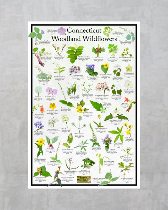 Connecticut Woodland Wildflower Poster / Native State Flower