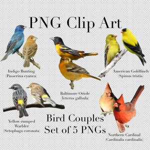 Bird Couple Clip Art (Conjunto de 5 imágenes) PNG Clipart con fondo transparente Photoshop Overlays. Cardenal, Curruca, Pinzón, Oropéndola, Bunting