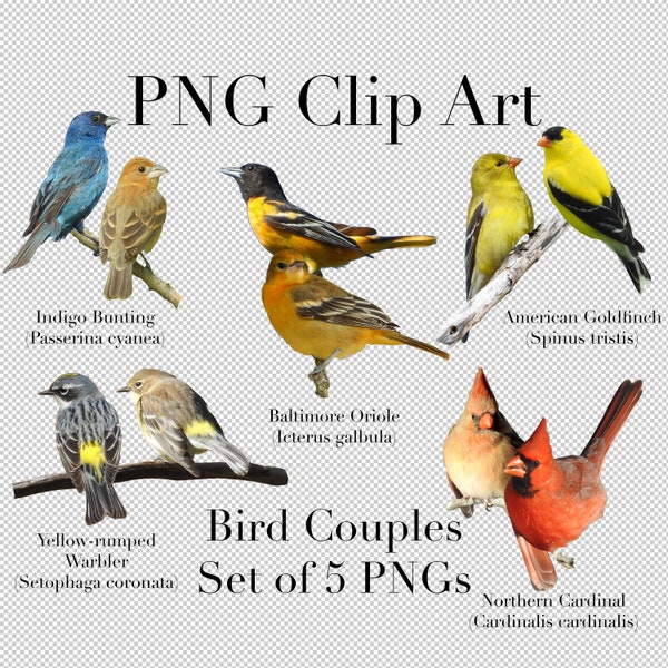 Bird Couple Clip Art (Set of 5 Images) PNG Clipart with transparent background Photoshop Overlays. Cardinal, Warbler, Finch, Oriole, Bunting