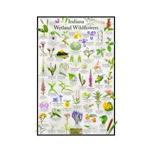 Póster de identificación de flores de flores silvestres de humedales de Indiana/Proporciona identificación con imagen, nombre, tiempo de floración y estado nativo/carteles educativos