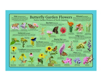 Butterfly Garden Flower Poster / Native Flowers To Attract Butterflies to the Garden / Butterfly & Flower IDentification Nature Poster
