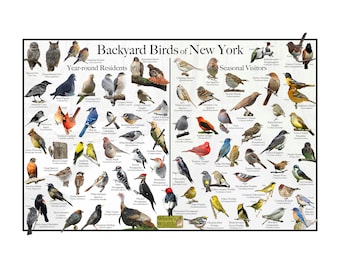Backyard Birds of New York Bird Identification Poster Divided into Year-round Residents and Seasonal Visitors / Birdwatching Nature Poster