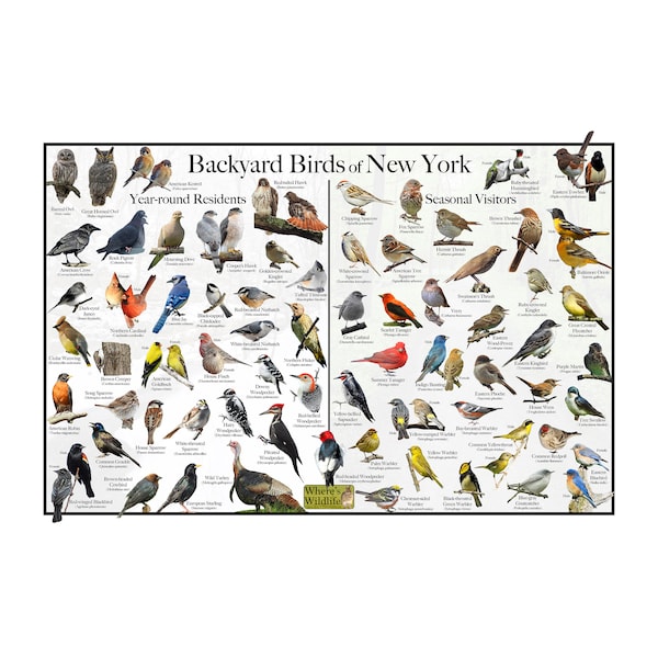 Backyard Birds of New York Bird Identification Poster Divided into Year-round Residents and Seasonal Visitors / Birdwatching Nature Poster