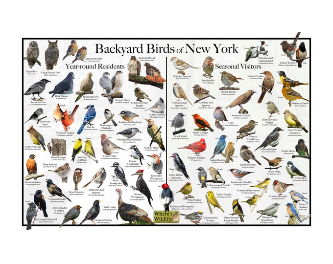 Backyard Birds of New York Bird Identification Poster Divided into Year-round Residents and Seasonal Visitors / Birdwatching Nature Poster