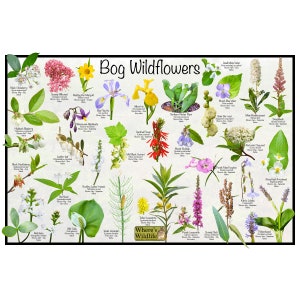 Cartel de identificación de flores de flores silvestres de pantano / Cartel de naturaleza educativa de pantanos de América del Norte / Cartel de naturaleza de sala de clase