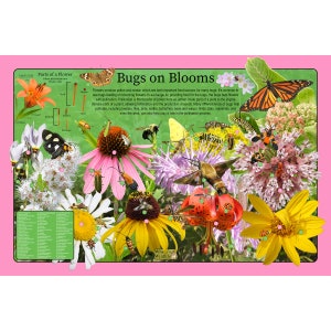 Bugs on Bloom's Educational Nature Poster / Fun Kids Wildlife Poster con flores e insectos / Flower and Bug Posters / Kids Nature Guide
