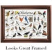 Birds of Oklahoma Backyard Birding Identification Picture Print / Great