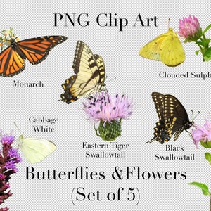 Schmetterlinge auf Blumen Natur Cutout Set von 5 PNG Clipart mit transparentem Hintergrund Photoshop Overlays. Werbung, Einladungen, Hochzeiten