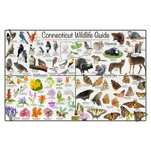 Connecticut Wildlife Guide / ID&#39;s State Birds, Mammals, Wildflowers, and Butterflies / Fun Educational Nature Poster