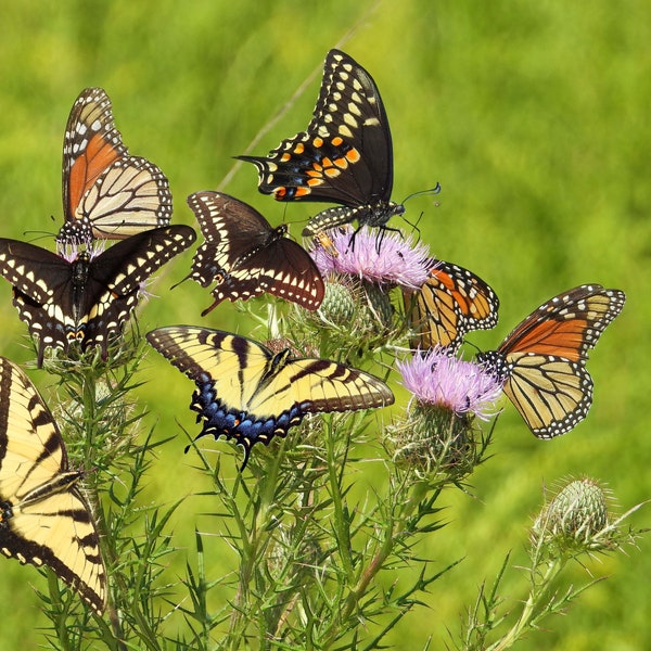 Butterfly Thistle Flower Instant Digital Download / Fun Colorful Butterflies Nature Photo Picture Wall Art Home Decor Picture Download