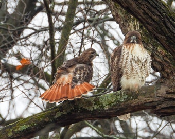 Red-tailed Hawk Perched on a Branch Nature Picture Print / Wildlife Photography / Birds of Prey