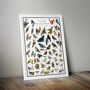 May include: A colourful poster titled "Virginia's Backyard Birds" featuring illustrations of common bird feeder visitors. The poster is white with a green border and includes the text "Common Bird Feeder Visitors" and "Where's Wildlife".
