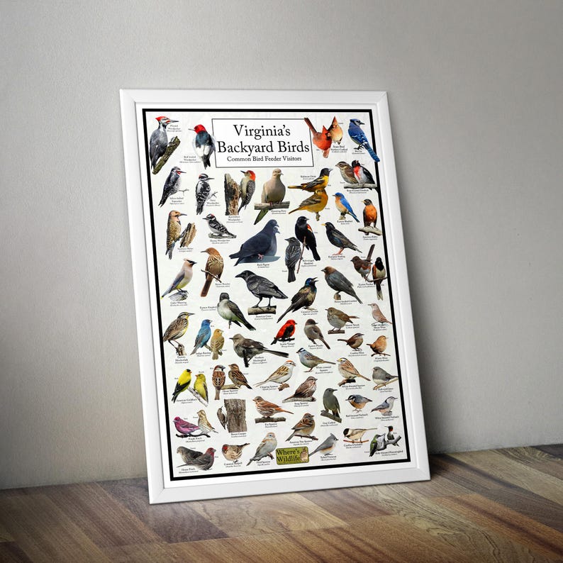 May include: A colourful poster titled "Virginia's Backyard Birds" featuring illustrations of common bird feeder visitors. The poster is white with a green border and includes the text "Common Bird Feeder Visitors" and "Where's Wildlife".