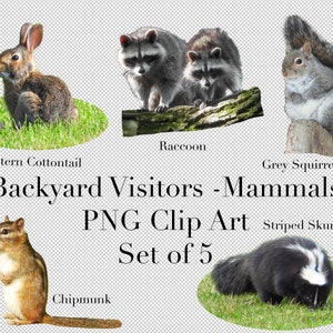 Backyard Visitors - Säugetiere Cutouts 5er Set PNG Clipart mit transparenten Hintergrund Photoshop Overlays. Werbung, Banner, Bildung,