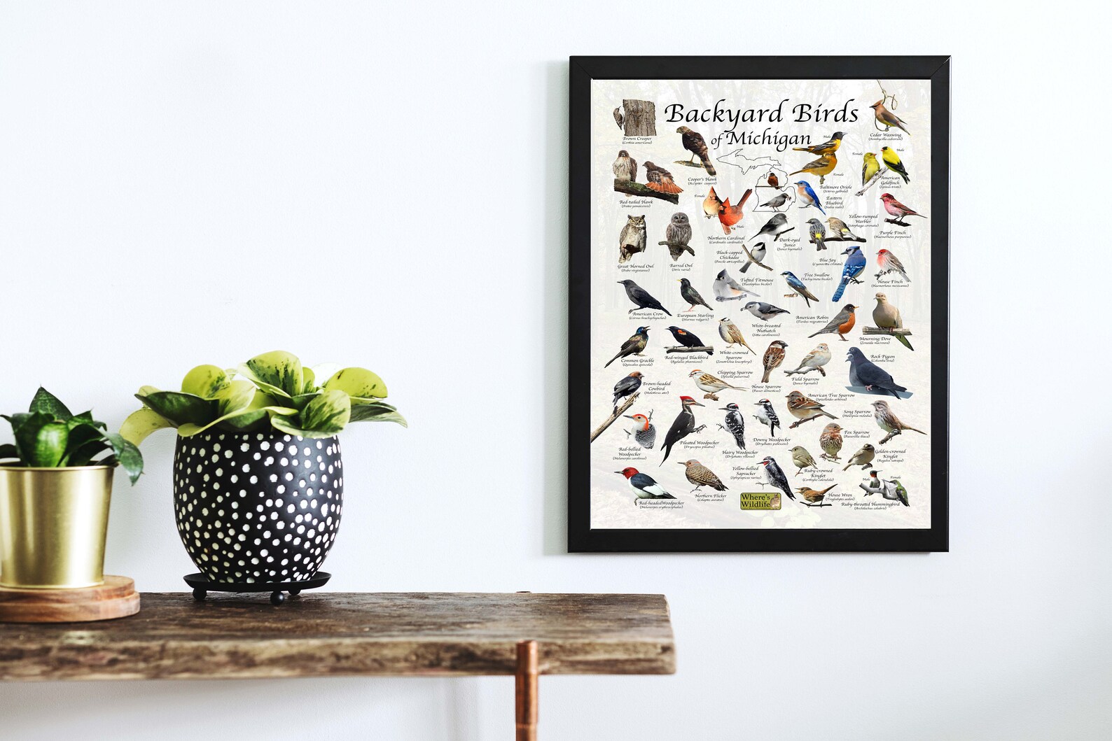 Backyard Birds of Michigan Bird Identification Poster / Bird Etsy