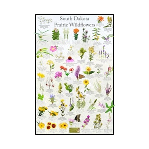 Póster de flores silvestres de la pradera de Dakota del Sur / Guía de flores del estado que proporciona identificación con fotografía, nombre y estado nativo / Póster de identificación de flores