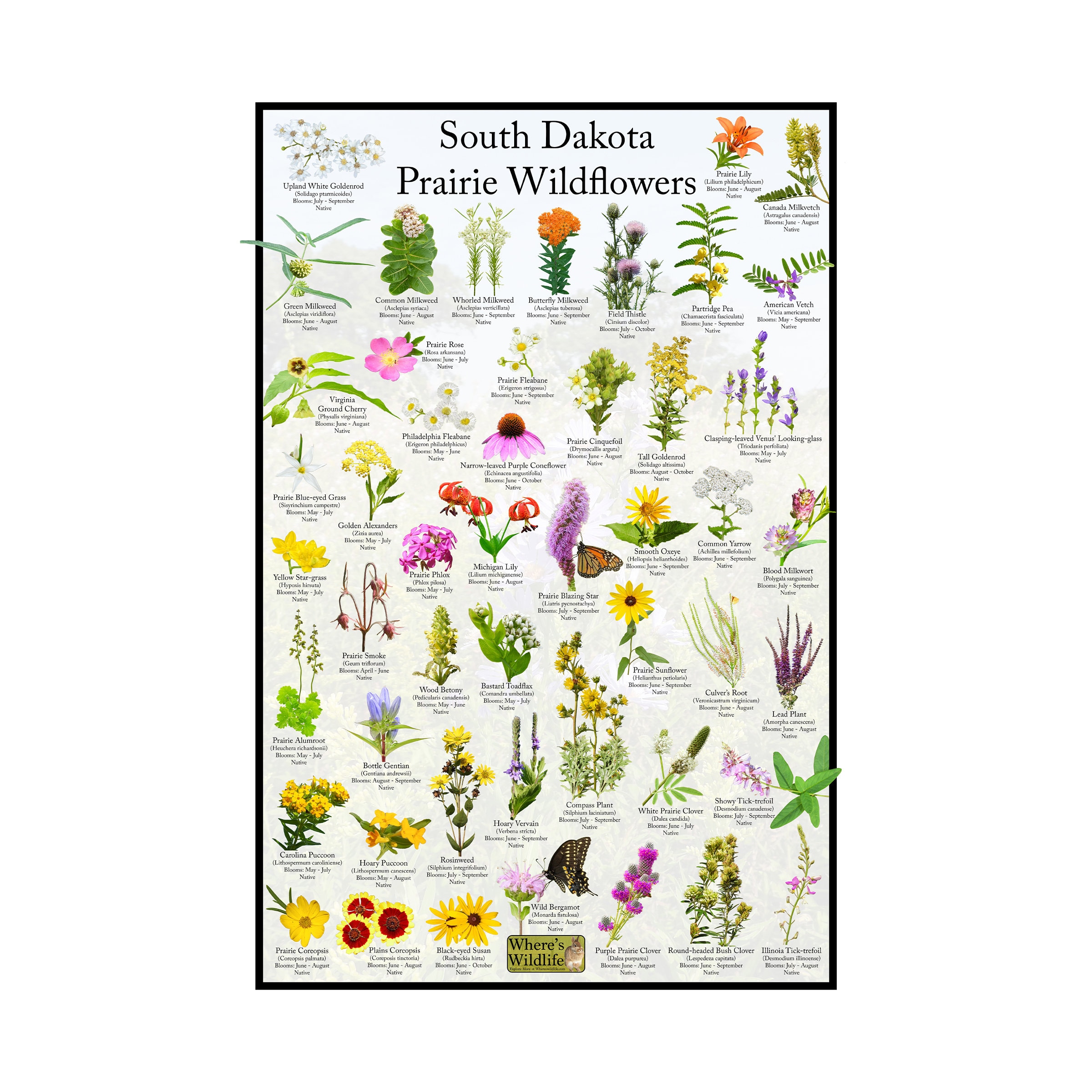 South Dakota Prairie Wildflower Poster / State Flower Guide Providing ...