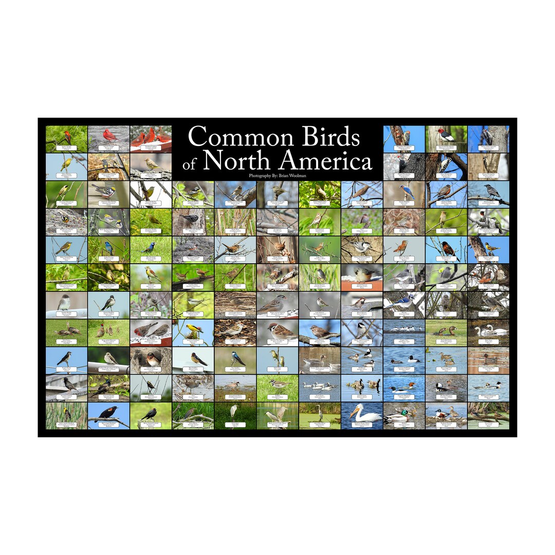 Common Birds of North America Nature Collage Poster / Contains 111