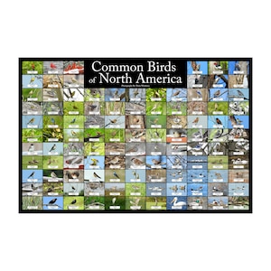 Common Birds of North America Nature Collage Poster / Contains 111 Different Bird Identifications / Backyard Bird Guide / Bird Watcher Gift