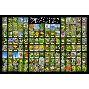 Póster de identificación de flores de las flores silvestres de la pradera de los Grandes Lagos / ID's 122 flores nativas del medio oeste de los Estados Unidos en América del Norte