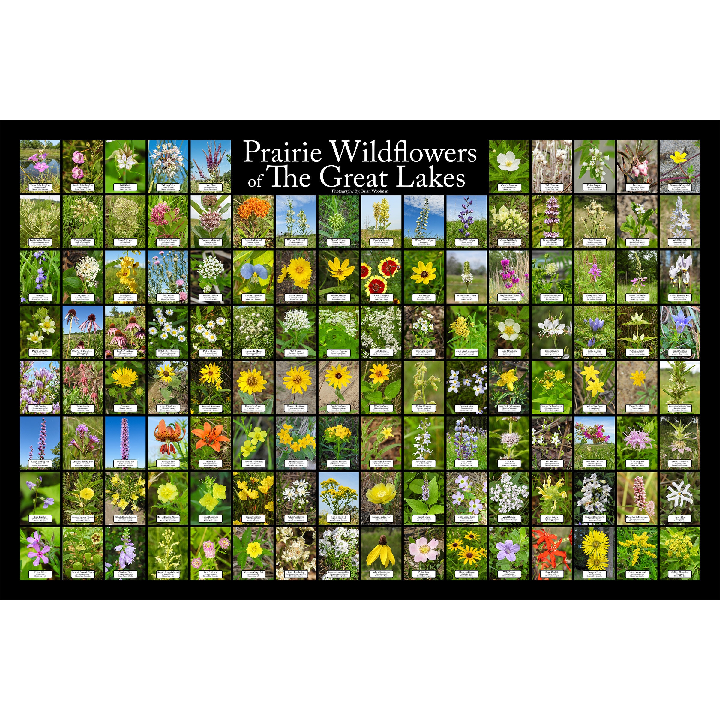 Prairie Wildflowers of the Great Lakes Flower Identification Poster ...