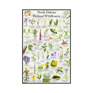 Afiche de identificación de flores silvestres de humedales de Dakota del Norte / Guía de campo de flores silvestres / Afiche floral / Identificación de flores de humedales