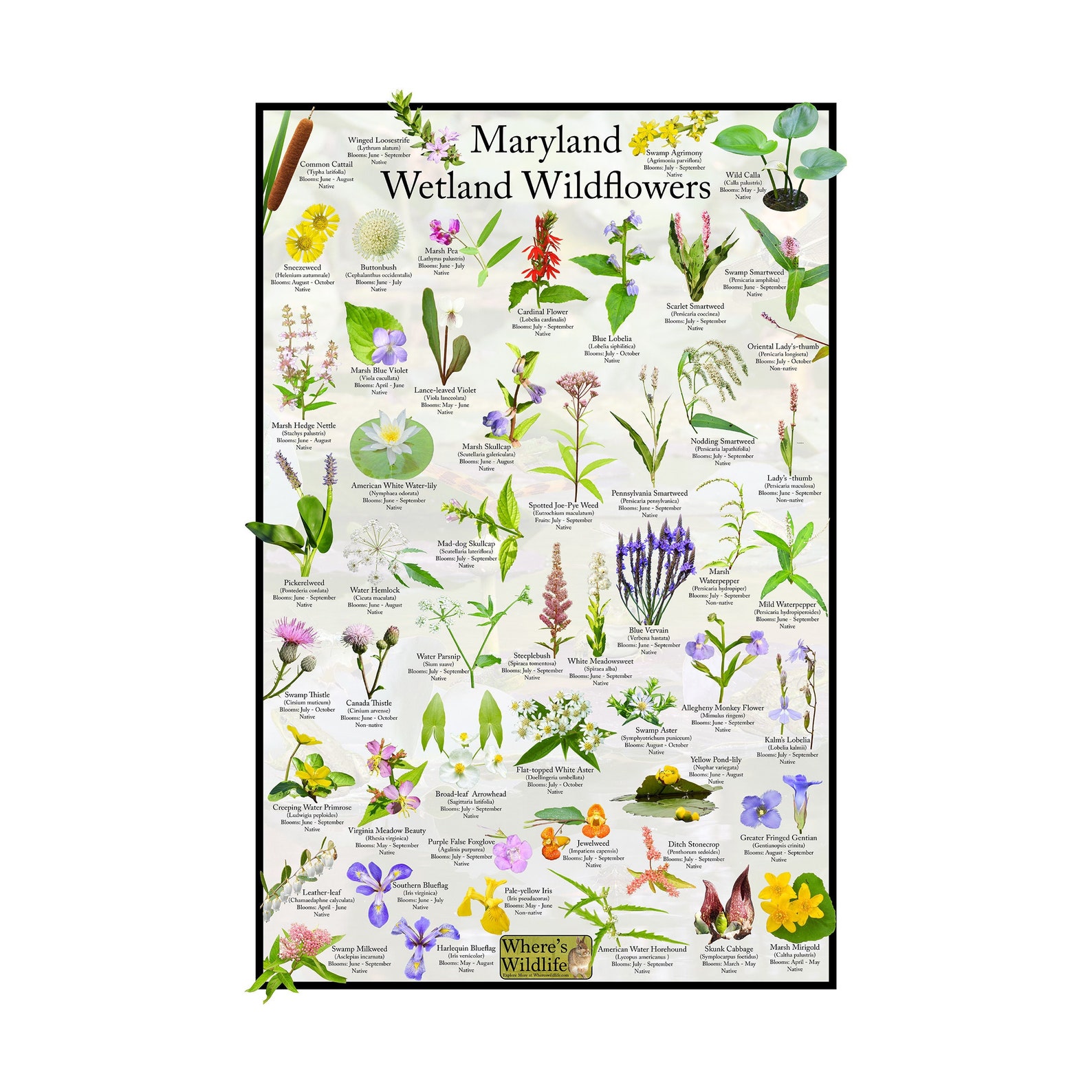 Maryland Wetland Wildflower Poster / State Flower Guide Providing ...