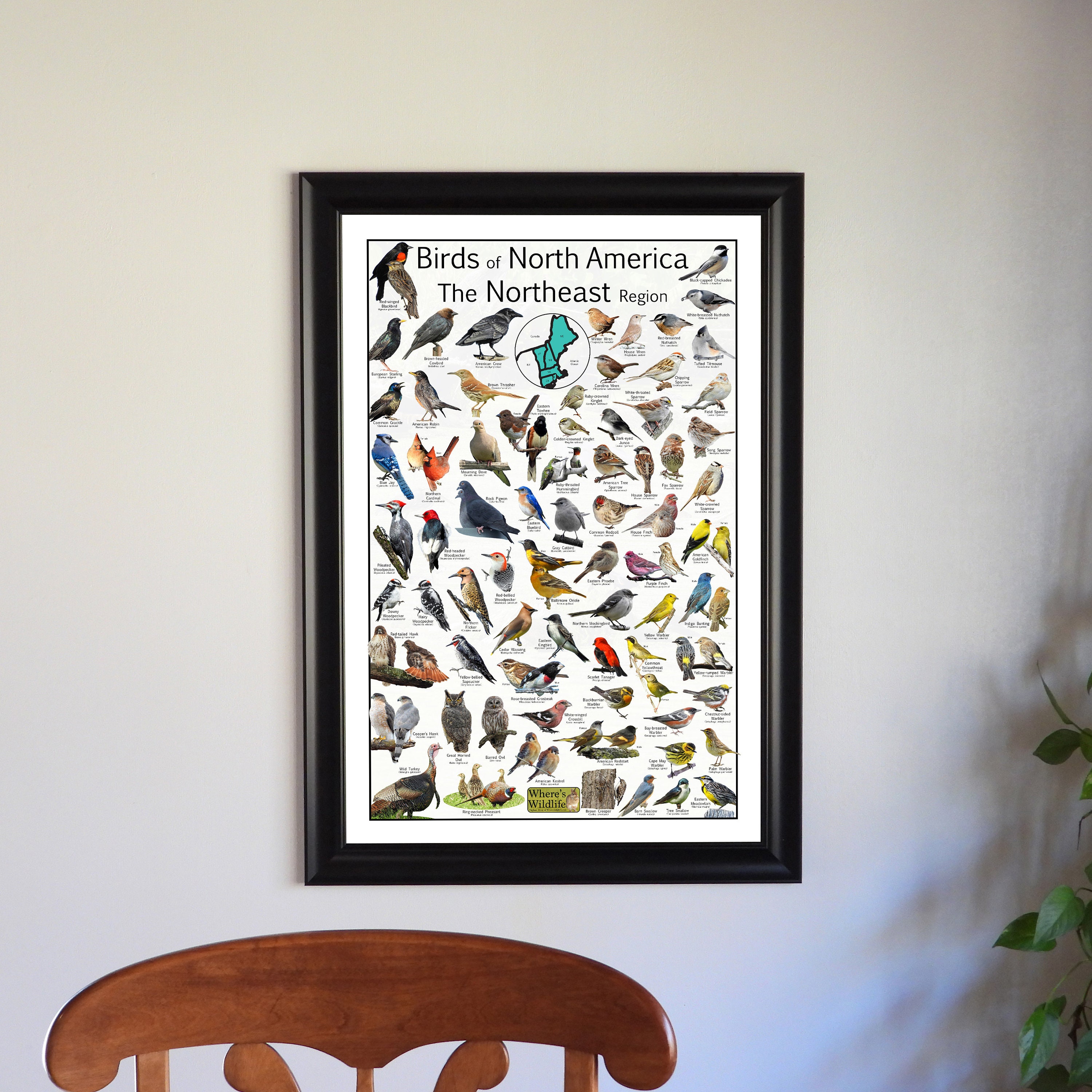 Birds of North America the Northeast Region - Provide 73 Bird ...
