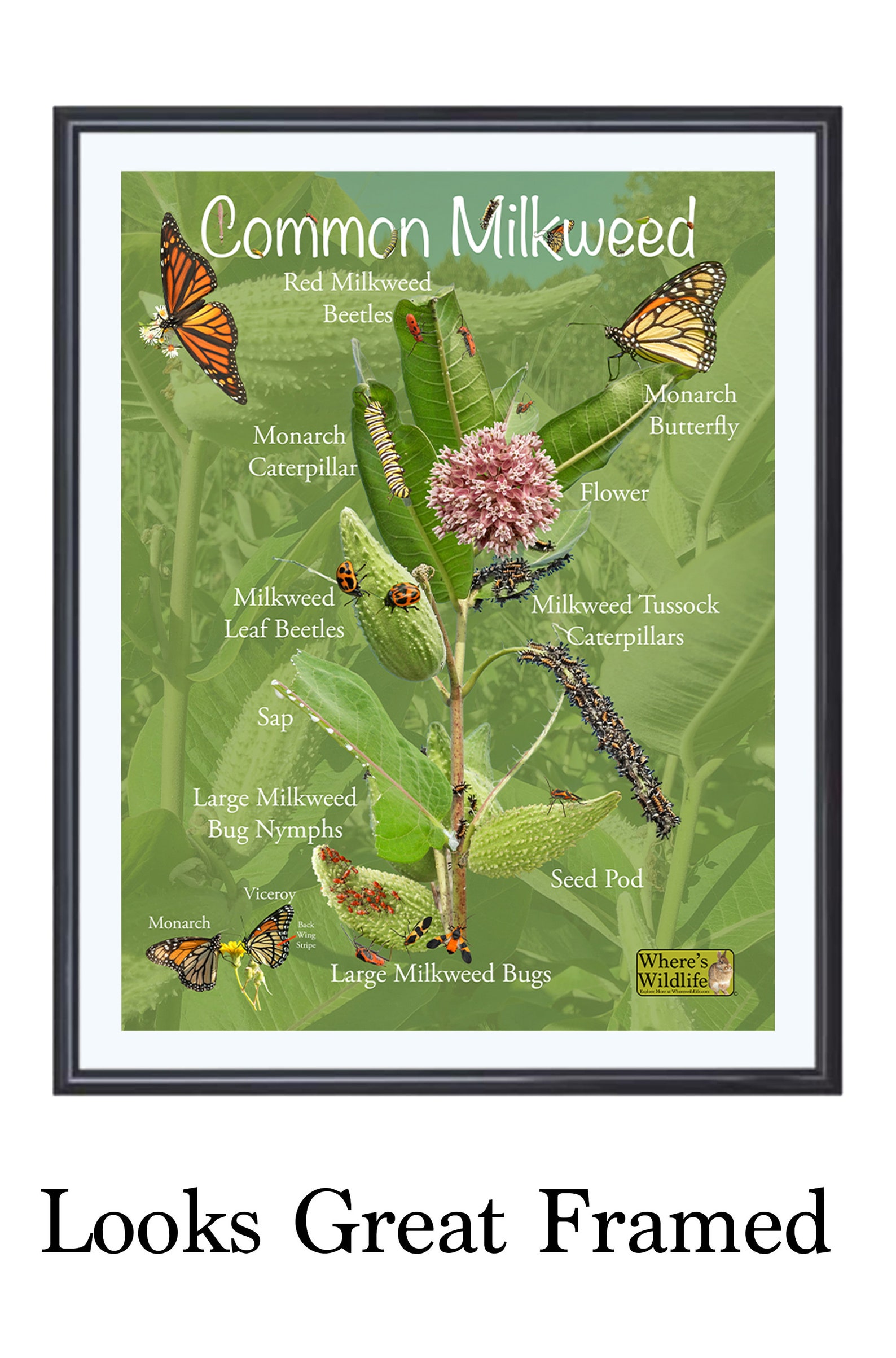 Common Milkweed Poster With Fun &amp; Educational Pictures. Insect - Etsy