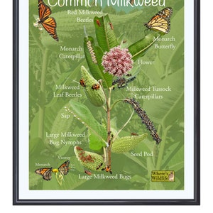 Common Milkweed Poster with Fun & Educational Pictures. Insect Identification, Monarch Butterfly, and Plant Parts. Prairie Nature Poster image 2