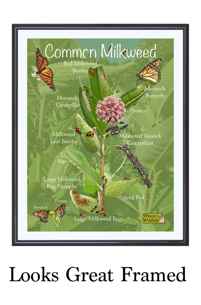 Common Milkweed Poster with Fun & Educational Pictures. Insect Identification, Monarch Butterfly, and Plant Parts. Prairie Nature Poster image 2
