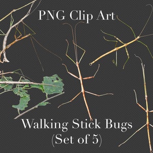 Walking Stick Bugs Clip Art (5er Set) PNG Clipart mit transparentem Hintergrund Photoshop Overlays. Werbung, Bildung, Schule, etc.