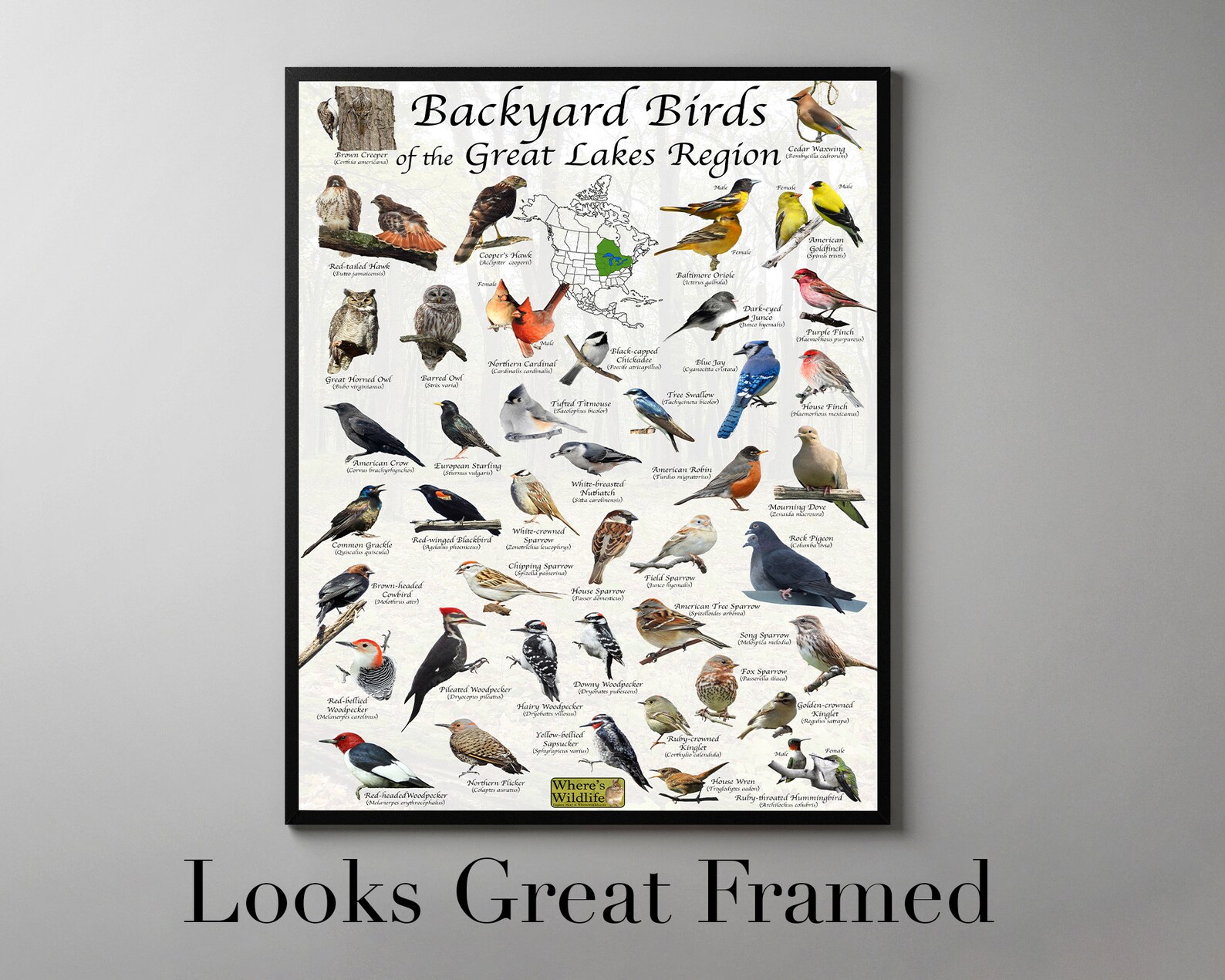 Backyard Birds of the Great Lake Region North America Bird | Etsy