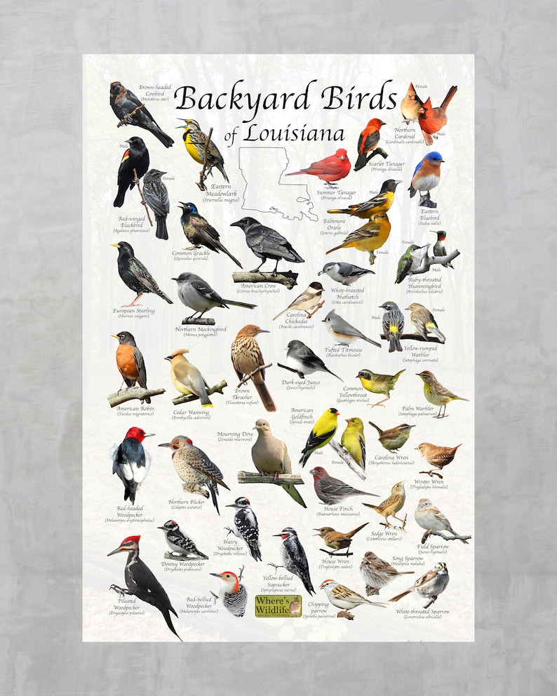 Birds of Louisiana Backyard Birding Identification Poster / Etsy