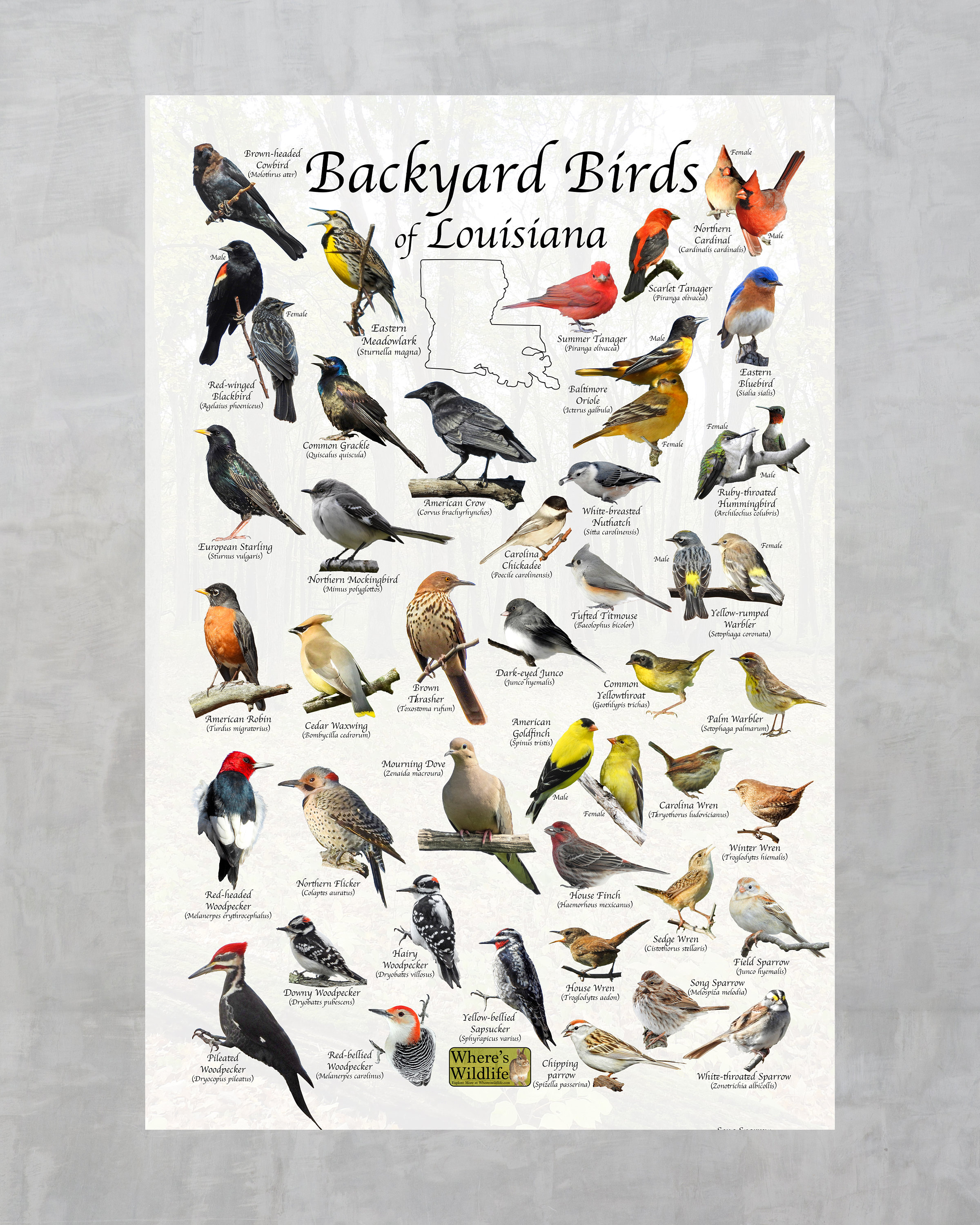 Afiche de identificación de aves del patio trasero de Etsy México