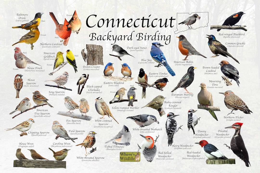 Birds of Connecticut Backyard Birding Photo Identification Print