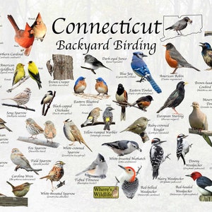Birds of Connecticut Backyard Birding Photo Identification Print / Great Field Guide to Common State Birds / Birdwatching / Nature Poster