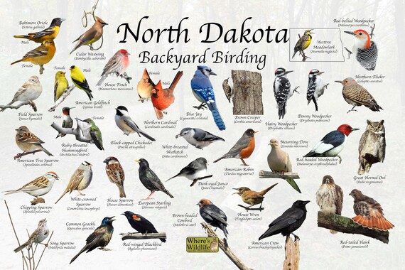 Birds of North Dakota Backyard Birding Identification Picture - Etsy