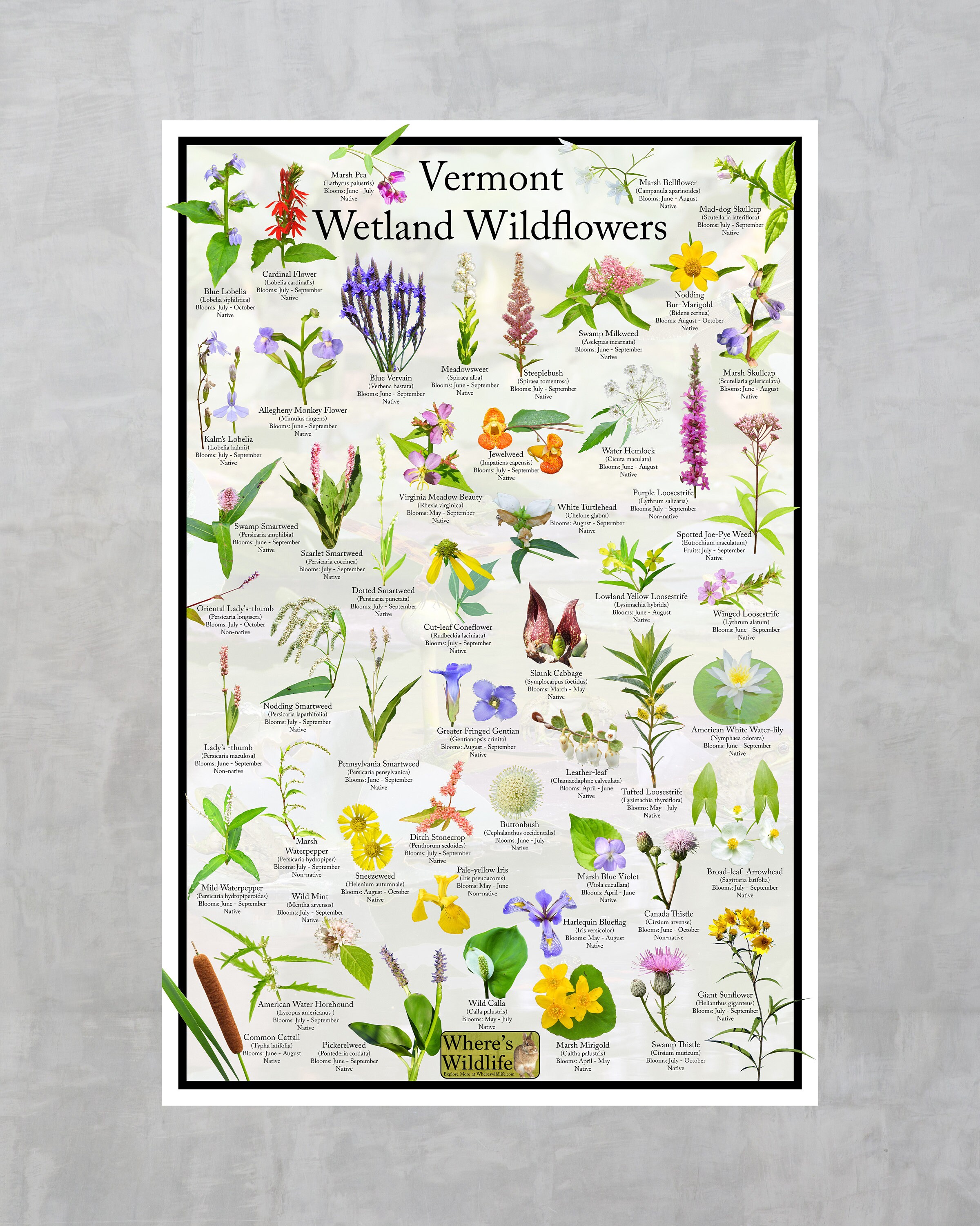 Vermont Wetland Wildflower Identification Poster / Wildflower Field ...