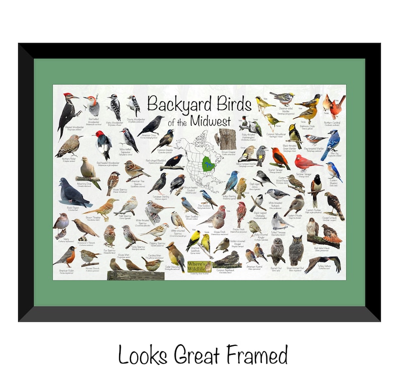 Backyard Birds of the Midwest / North America Bird Etsy