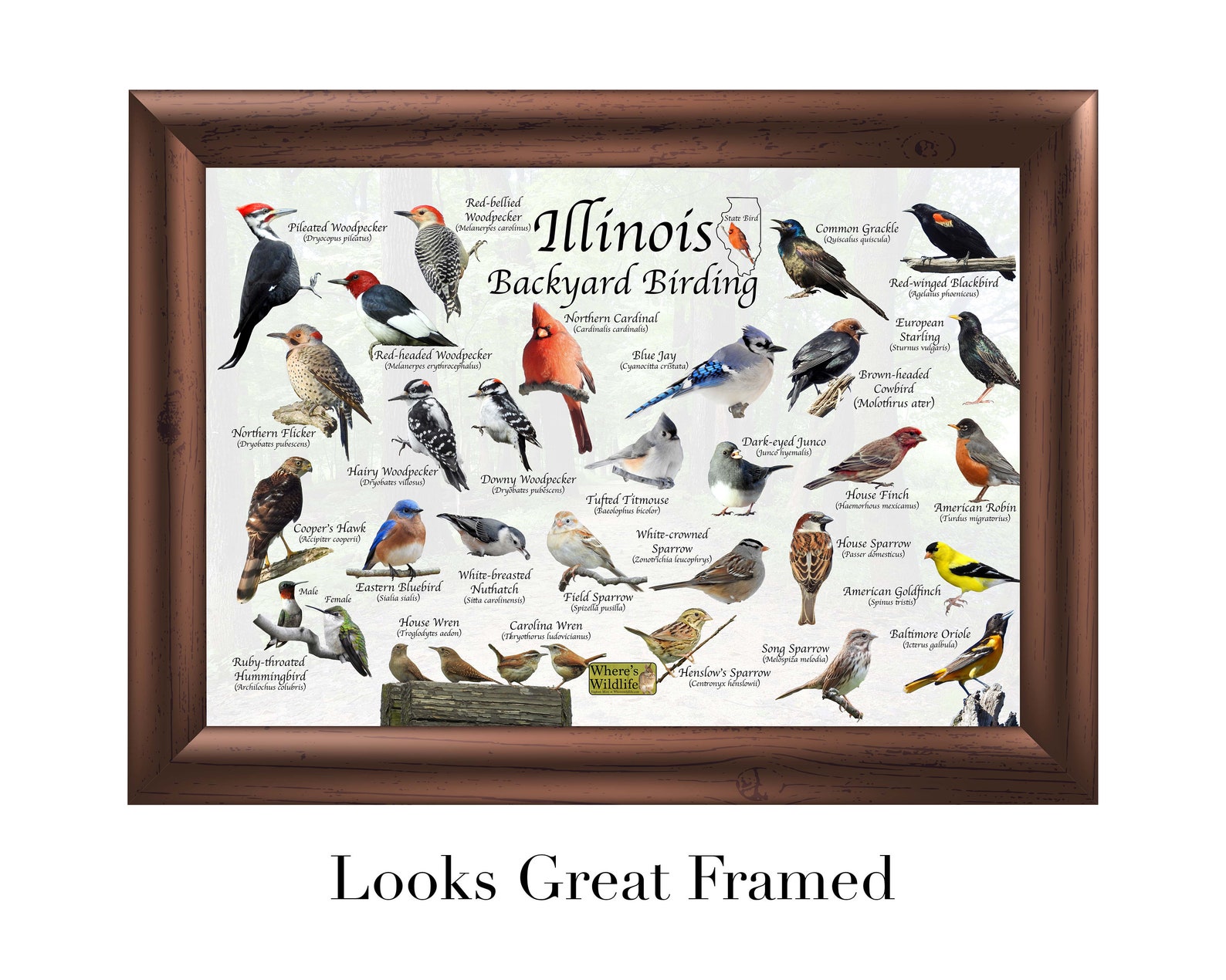 Birds of Illinois Backyard Birding Identification Picture Print/ Great