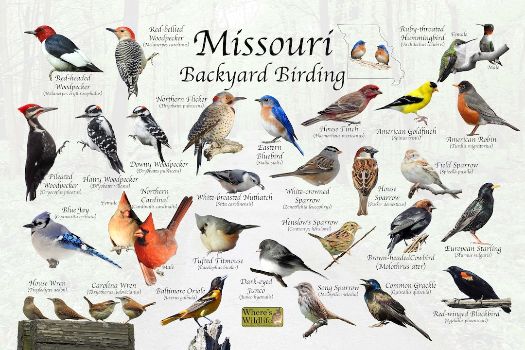 Birds of Missouri Backyard Birding Identification Picture Print / Great Field Guide to Common