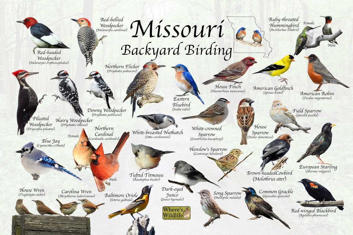 Birds of Missouri Backyard Birding Identification Picture Etsy