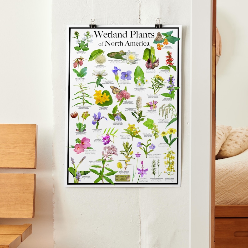 Wetland Plants of North America - Pollinator Plant Poster - Wildflower ...