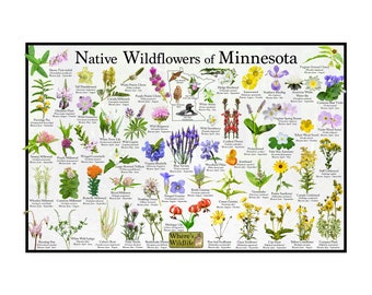 Native Wildflowers of Minnesota / State Flower Field Guide Providing Picture Identification / Flower ID Poster / Prairie & Woodland Flowers